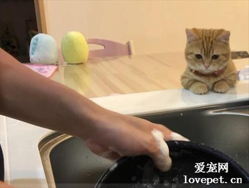 我只是个小猫咪，洗碗不应当！