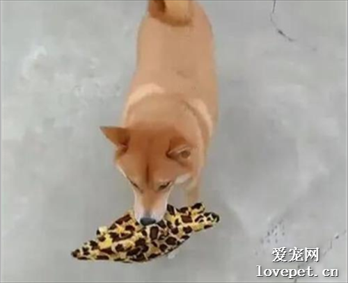主人趁柴犬抓癢時把玩具藏起來，結果它下一秒的反應，笑噴了！