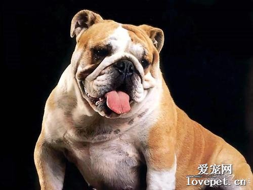 盘点狗界最臭的狗狗，这7种狗狗体味“最臭”，第一居然是它！