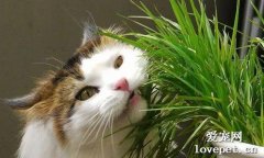 猫草对猫有什么作用？