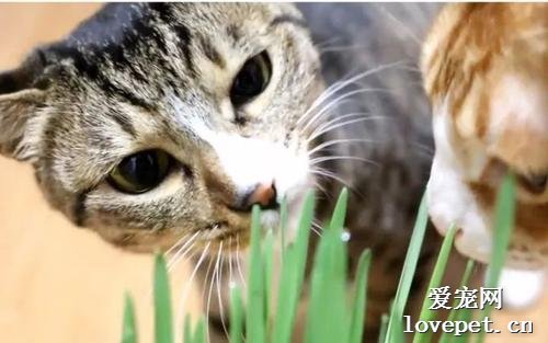 猫草对猫有什么作用？