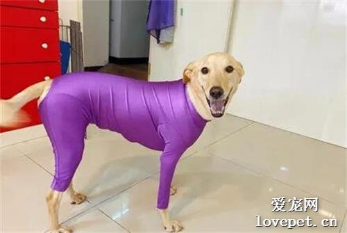 网友给狗子买衣服，收到发现尺寸太小了，但穿上却意外很性感！