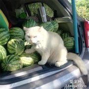 在路边遇到一只卖西瓜的猫老板，想买，但看它表情不太友好！