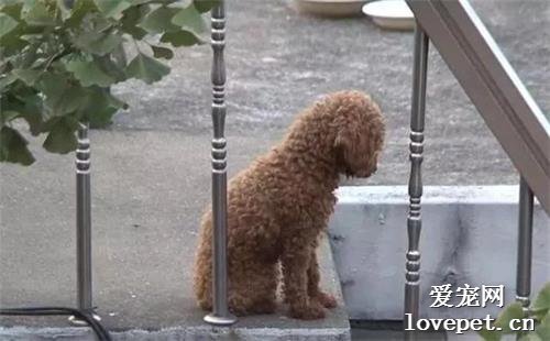 泰迪犬想要跟着搬家的主人，却被抛弃在顶楼，它仍旧日日等待主人