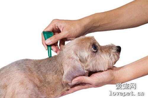 饲养幼犬应该先驱虫还是先注射疫苗?
