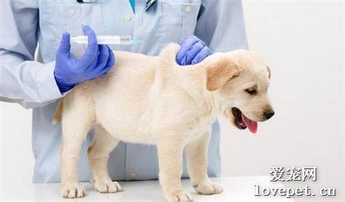 饲养幼犬应该先驱虫还是先注射疫苗?