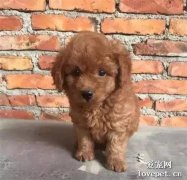 金毛慘遭泰日天毒手，生下的寶寶原來這么可愛！
