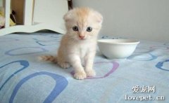 滿月的小奶貓怎么養 一個月小奶貓飼養事項