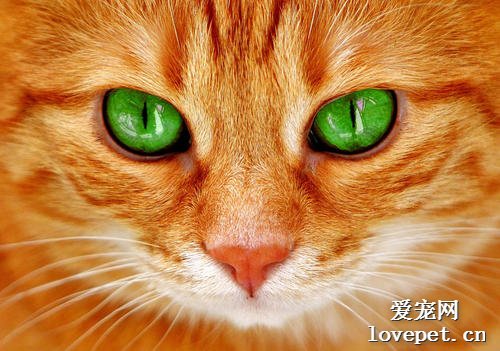 小猫眼睛变色 是猫咪得了眼部疾病吗？