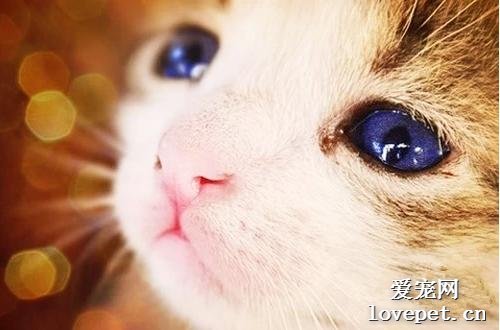 小猫眼睛变色 是猫咪得了眼部疾病吗？