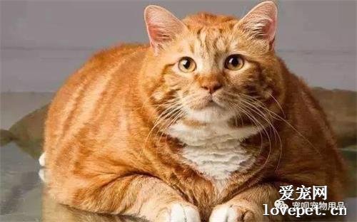 猫咪脂肪肝的症状与治疗