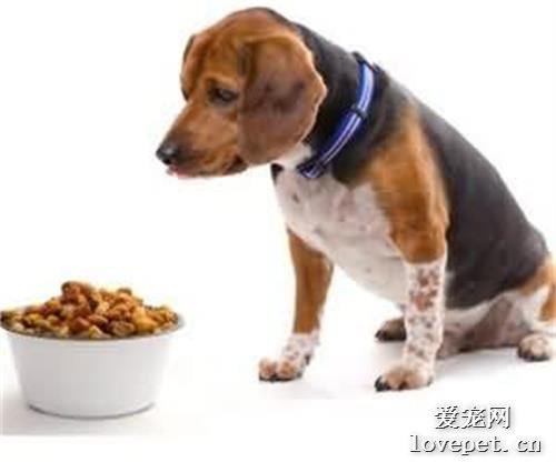 为了狗狗的身体健康，请拒绝使用激素食品