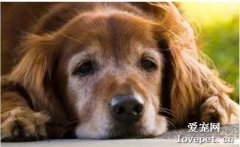 狗狗前庭神经炎的症状及治疗方法