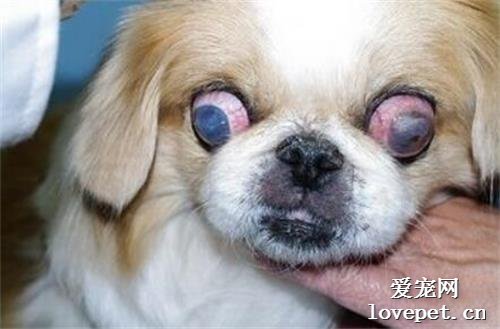 狗狗角膜炎用什么药好，治疗及用药心得