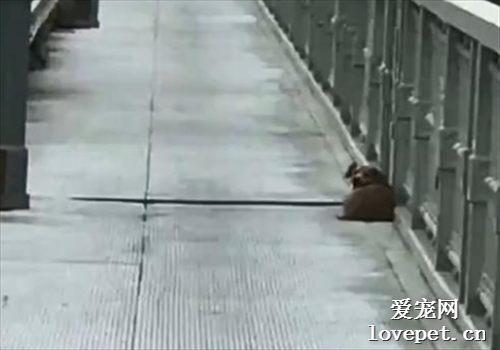 狗狗在親眼目睹主人跳河后，它只做了一件事...