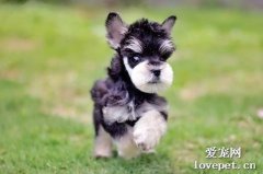 犬慢性胃炎原因|診斷|預防及治療方法