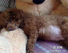 犬假懷孕原因|診斷|預防及治療方法