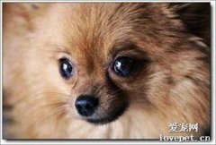 犬角膜潰瘍原因|診斷|預防及治療方法