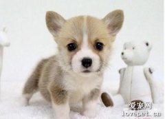 犬卵巢囊腫原因|診斷|預防及治療方法