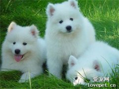 犬輪狀病毒感染原因|診斷|預防及治療方法