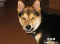 狗狗打噴嚏的原因及治療方法
