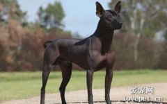 墨西哥無毛犬飼養|價格|智商