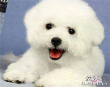 犬落基山斑疹熱原因|診斷|預防及治療方法