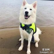 網友帶純白哈士奇出門玩，可回來時她哭了，畫面太慘了，哈哈
