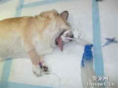狗狗吸入式麻醉安全嗎？狗狗呼吸麻醉安全嗎？