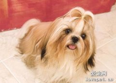 西施犬為什么叫西施犬？
