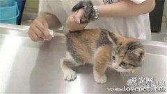 怎么給貓測體溫 給貓測體溫方法