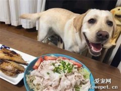 狗子想吃東西，于是就先裝可愛，然后快速偷舔，太有心機了！