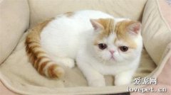 夏天貓咪怎么防暑 夏日防暑刻不容緩