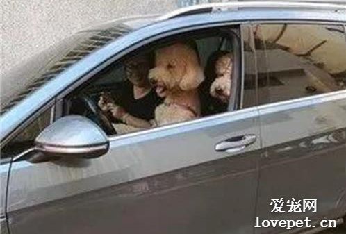 網友下車買早飯，回來發現駕駛座被狗子篡位了...