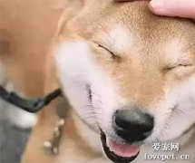 人們習慣性“摸狗頭”，但你知道在狗狗眼里意味著什么嗎？