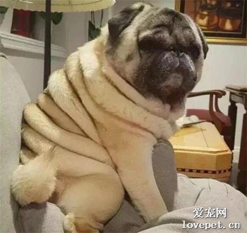 奶奶在門口“殺豬”，連鹽都撒上了，走進一看竟是一條活狗！