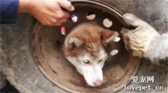 哈士奇把頭卡進輪胎里，還驚動了消防員，網友：這狗還能要嗎？