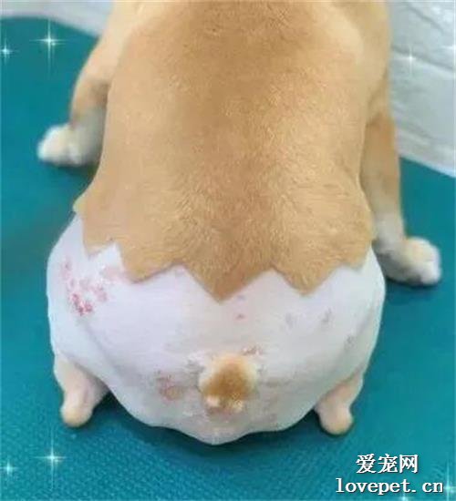 有些法斗別看表面正正經經的，其實背地里沒穿內褲...