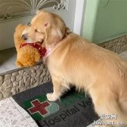 金毛很怕看醫生，于是它找了一個神器來壯膽，笑噴了！