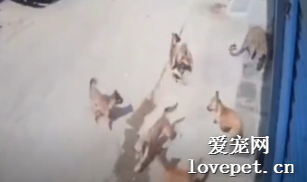 男子被豹子襲擊，一群流浪狗前來救援