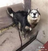 哈士奇在大雨中奔跑，然而回來后，鏟屎官崩潰了！