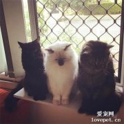 家里養了3只貓，卻只買了一張床，貓們爭得不可開交！沒想到買了3張之后還在爭……