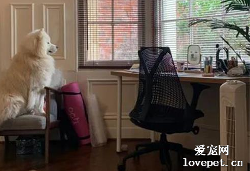 網友無意間拍到狗子在照鏡子，只是它的表情，實在太搞笑了！