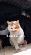 流浪貓：來一起吃吧！