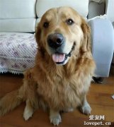 苦命金毛換4任主人，為報恩，每天伺候新主人穿衣，努力看家護院