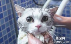 猫洗澡频率 猫咪科学洗澡指南