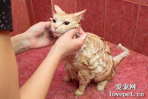 猫洗澡频率 猫咪科学洗澡指南