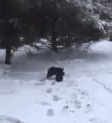 流浪貓在雪中被凍僵了，狗狗見到后，竟把它拖回了自己的窩……