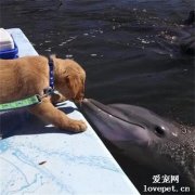 主人帶狗狗去看海豚，結果下一秒，卻意外拍到這一幕好羨慕！