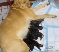 金毛一心顧家，卻被戴了綠帽子，網友：太欺負狗了